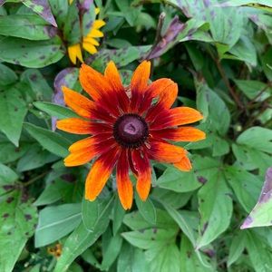 Meet your Posher, Tonya